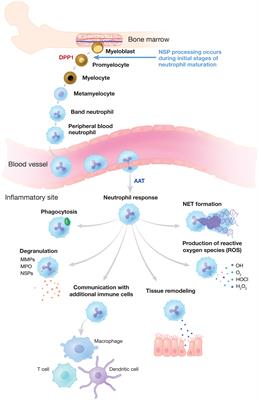 Dipeptidyl peptidase 1 inhibition as a potential therapeutic approach in neutrophil-mediated inflammatory disease